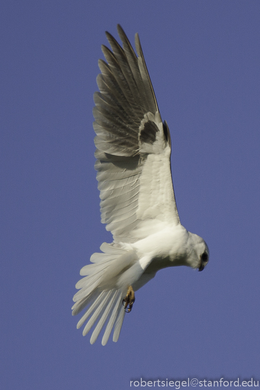 white-tailed kite